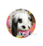 うさぎのモウちゃん。（個別スタンプ：34）