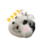 うさぎのモウちゃん。（個別スタンプ：36）