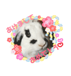 うさぎのモウちゃん。（個別スタンプ：40）