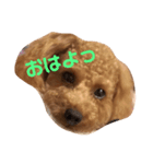 melo_20181120175129（個別スタンプ：5）