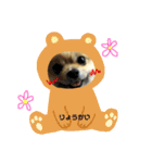 ポメちゃん 可愛い表情を集めてみました❤（個別スタンプ：1）