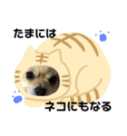 ポメちゃん 可愛い表情を集めてみました❤（個別スタンプ：6）