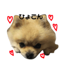 ポメちゃん 可愛い表情を集めてみました❤（個別スタンプ：7）