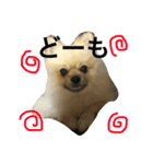 ポメちゃん 可愛い表情を集めてみました❤（個別スタンプ：9）