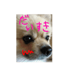 ポメちゃん 可愛い表情を集めてみました❤（個別スタンプ：11）