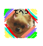 ポメちゃん 可愛い表情を集めてみました❤（個別スタンプ：12）