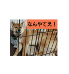ぺこたろうなんやてえスタンプ（個別スタンプ：4）