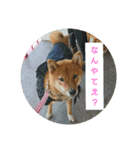 ぺこたろうなんやてえスタンプ（個別スタンプ：5）