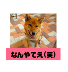 ぺこたろうなんやてえスタンプ（個別スタンプ：7）