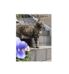うちの愛猫   空と銀（個別スタンプ：1）