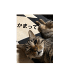 うちの愛猫   空と銀（個別スタンプ：2）