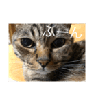 うちの愛猫   空と銀（個別スタンプ：3）