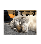 うちの愛猫   空と銀（個別スタンプ：5）