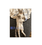 うちの愛猫   空と銀（個別スタンプ：6）