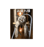 うちの愛猫   空と銀（個別スタンプ：7）