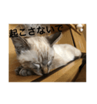 うちの愛猫   空と銀（個別スタンプ：8）