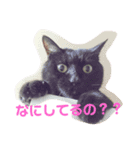 森下家(他)の猫スタンプ（個別スタンプ：1）