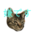 森下家(他)の猫スタンプ（個別スタンプ：5）