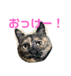 森下家(他)の猫スタンプ（個別スタンプ：6）