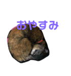 森下家(他)の猫スタンプ（個別スタンプ：7）