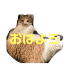 森下家(他)の猫スタンプ（個別スタンプ：9）