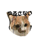 森下家(他)の猫スタンプ（個別スタンプ：12）