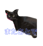 森下家(他)の猫スタンプ（個別スタンプ：14）