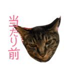 森下家(他)の猫スタンプ（個別スタンプ：15）