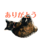 森下家(他)の猫スタンプ（個別スタンプ：16）