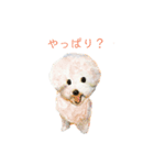 World travel of Bichon ！ 03（個別スタンプ：1）