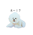 World travel of Bichon ！ 03（個別スタンプ：5）