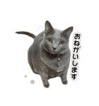 クッキーとビッケ（個別スタンプ：1）
