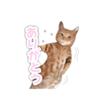 クッキーとビッケ（個別スタンプ：2）
