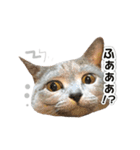 クッキーとビッケ（個別スタンプ：7）