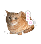 クッキーとビッケ（個別スタンプ：10）