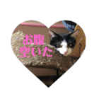 【愛猫】チロルちゃんスタンプ化（個別スタンプ：1）
