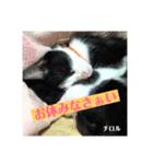【愛猫】チロルちゃんスタンプ化（個別スタンプ：2）