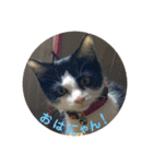 【愛猫】チロルちゃんスタンプ化（個別スタンプ：3）