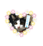 【愛猫】チロルちゃんスタンプ化（個別スタンプ：5）