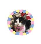 【愛猫】チロルちゃんスタンプ化（個別スタンプ：7）