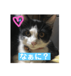 【愛猫】チロルちゃんスタンプ化（個別スタンプ：8）
