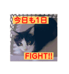 【愛猫】チロルちゃんスタンプ化（個別スタンプ：10）