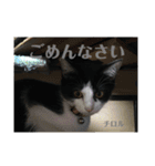 【愛猫】チロルちゃんスタンプ化（個別スタンプ：11）
