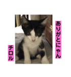 【愛猫】チロルちゃんスタンプ化（個別スタンプ：12）