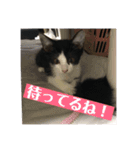 【愛猫】チロルちゃんスタンプ化（個別スタンプ：13）