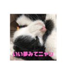 【愛猫】チロルちゃんスタンプ化（個別スタンプ：15）
