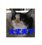 【愛猫】チロルちゃんスタンプ化（個別スタンプ：17）