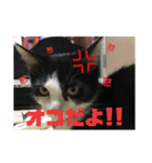 【愛猫】チロルちゃんスタンプ化（個別スタンプ：19）