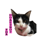 【愛猫】チロルちゃんスタンプ化（個別スタンプ：20）