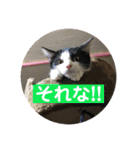 【愛猫】チロルちゃんスタンプ化（個別スタンプ：21）